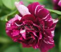 Роза Purple Tiger (Перпл Тайгер) — фото 3