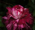 Роза Purple Tiger (Перпл Тайгер) — фото 7