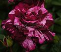 Роза Purple Tiger (Перпл Тайгер) — фото 11