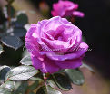 Роза Royal Amethyst (Роял Аметист) — фото 3