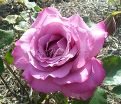 Роза Royal Amethyst (Роял Аметист) — фото 4