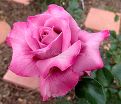 Роза Royal Amethyst (Роял Аметист) — фото 5