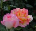 Роза Sheila's Perfume (Шейлас Парфюм) — фото 3