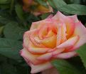 Роза Sheila's Perfume (Шейлас Парфюм) — фото 9