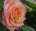 Роза Sheila's Perfume (Шейлас Парфюм) — фото 14