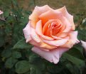 Роза Sunset Celebration (Сансет Селебрейшен) — фото 3