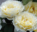 Роза White Licorice (Уайт Ликорис) — фото 3