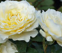 Роза White Licorice (Уайт Ликорис) — фото 5
