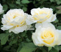 Роза White Licorice (Уайт Ликорис) — фото 7