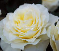 Роза White Licorice (Уайт Ликорис) — фото 8