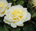 Роза White Licorice (Уайт Ликорис) — фото 9