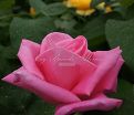 Роза Perfume Delight (Перфюм Делайт) — фото 4