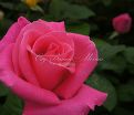 Роза Perfume Delight (Перфюм Делайт) — фото 5