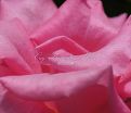 Роза Perfume Delight (Перфюм Делайт) — фото 6