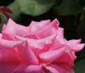 Роза Perfume Delight (Перфюм Делайт) — фото 8