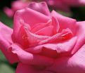 Роза Perfume Delight (Перфюм Делайт) — фото 10