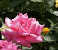 Роза Perfume Delight (Перфюм Делайт) — фото 11