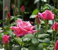 Роза Perfume Delight (Перфюм Делайт) — фото 12