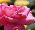 Роза Perfume Delight (Перфюм Делайт) — фото 14