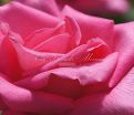 Роза Perfume Delight (Перфюм Делайт) — фото 15