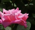 Роза Perfume Delight (Перфюм Делайт) — фото 18