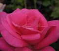 Роза Perfume Delight (Перфюм Делайт) — фото 24