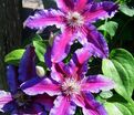 Клематис Акаиши / Clematis Akaishi — фото 3