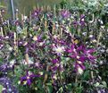 Клематис Ароматика / Clematis aromatica — фото 2