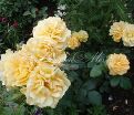 Роза Bernstein-Rose (Бернштайн роуз) — фото 6