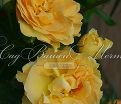 Роза Bernstein-Rose (Бернштайн роуз) — фото 8