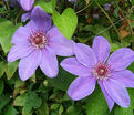 Клематис Балтик / Clematis Baltyk — фото 2