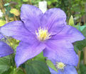 Клематис Бьюти Оф Ворчестер / Clematis Beauty of Worcester — фото 2