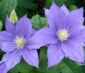 Клематис Бьюти Оф Ворчестер / Clematis Beauty of Worcester — фото 3