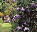 Клематис Бетти Корнинк / Clematis Betty Corning — фото 2