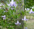 Клематис Бетти Корнинк / Clematis Betty Corning — фото 3