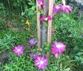 Клематис Бешчады Эёрсквейк / Clematis Bieszczady Earthquake — фото 2