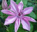 Клематис Бешчады Эёрсквейк / Clematis Bieszczady Earthquake — фото 3