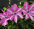 Клематис Бешчады Эёрсквейк / Clematis Bieszczady Earthquake — фото 4