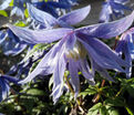 Клематис Сесиль / Clematis Cecile — фото 2
