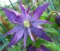 Клематис Сесиль / Clematis Cecile — фото 3