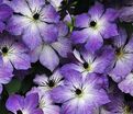 Клематис Клаудберст / Clematis Cloudburst — фото 3