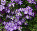 Клематис Клаудберст / Clematis Cloudburst — фото 4