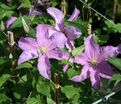 Клематис Данута / Clematis Danuta — фото 5