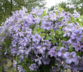 Клематис Эмилия Платер / Clematis Emilia Plater — фото 3