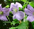 Клематис Эмилия Платер / Clematis Emilia Plater — фото 4