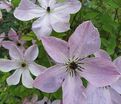 Клематис Фейридаст / Clematis Fairydust — фото 3