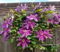 Клематис Файерворкс / Clematis Fireworks — фото 2