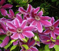 Клематис Файерворкс / Clematis Fireworks — фото 3