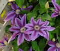 Клематис Файерворкс / Clematis Fireworks — фото 4