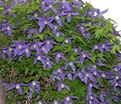 Клематис Франс Риви / Clematis Frances Rivis — фото 2